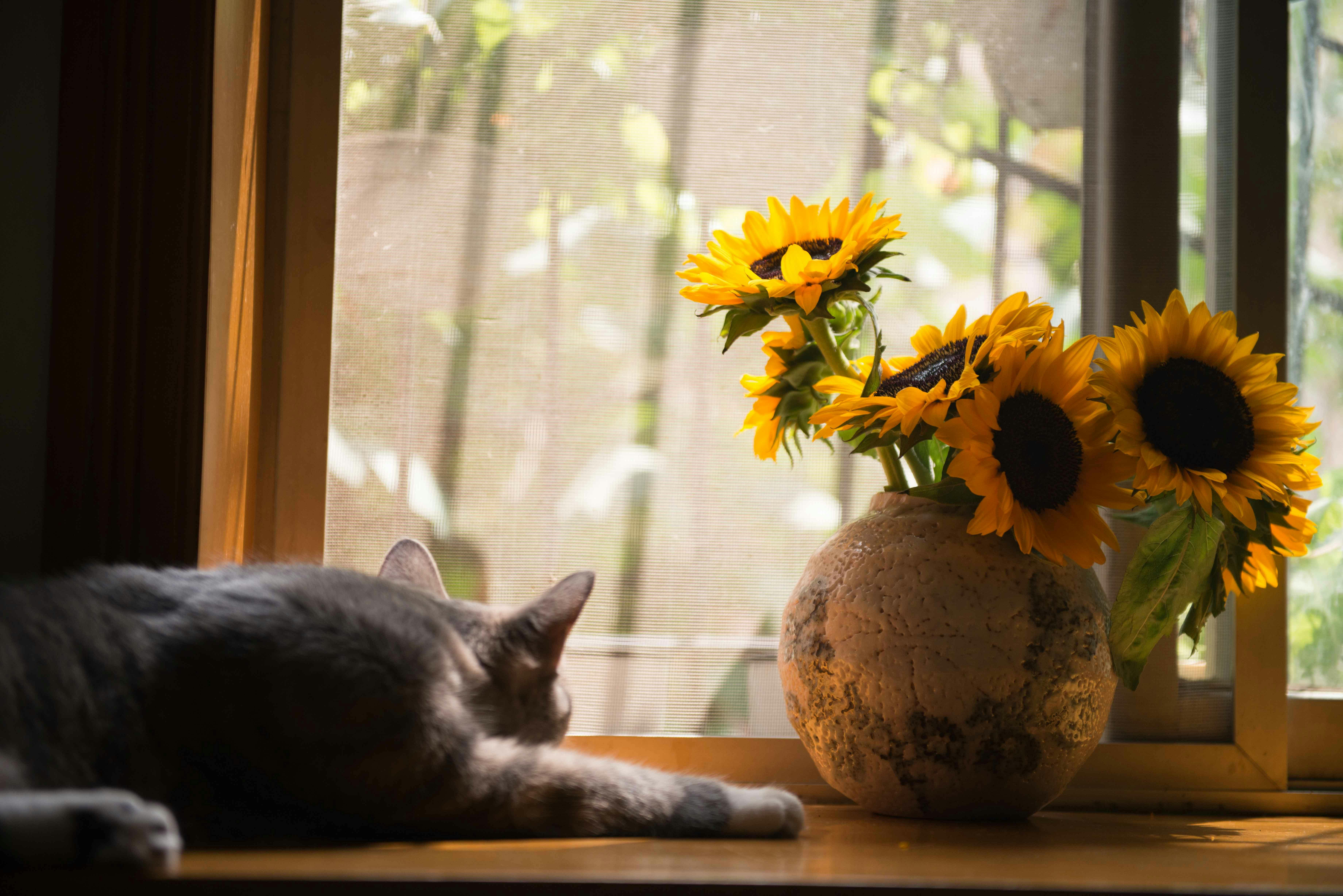 Sunflowers in a Vase · Free Stock Photo