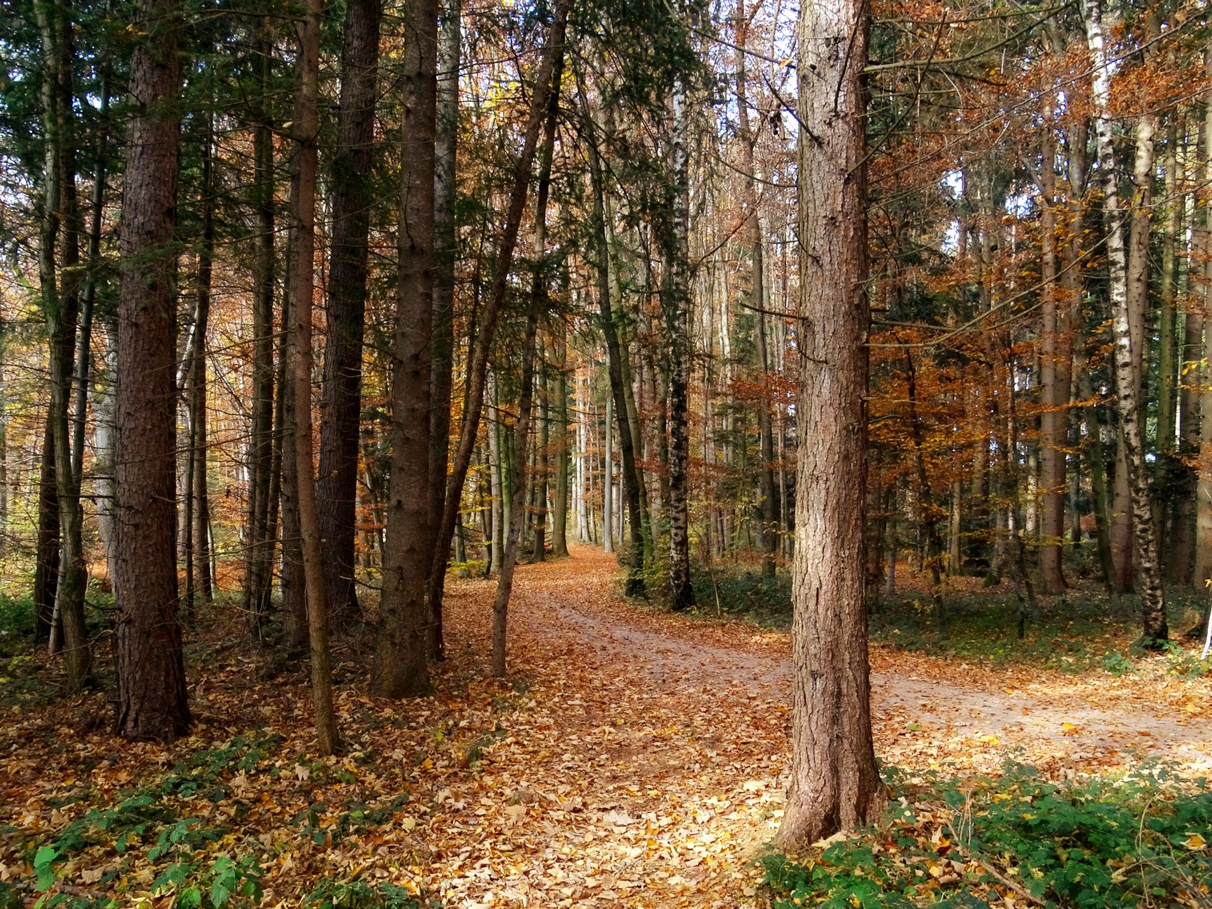 Spaziergang im Park oder Wald