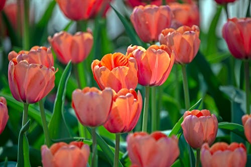 Free Red Tulips in Bloom Stock Photo