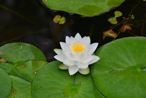Foto profissional grátis de flor branca, floração, flutuando na água