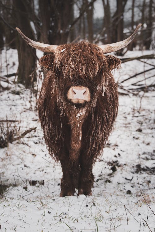 Free Brown Cow on Snow Covered Ground Stock Photo