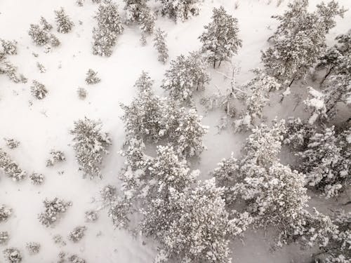 Základová fotografie zdarma na téma les, letecká fotografie, sníh