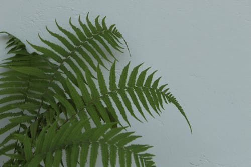 Free stock photo of fern Stock Photo
