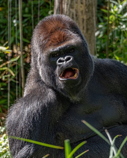 Close Up Photo of Black Gorilla