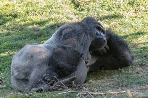 Free Gorilla Lying on Green Grass Stock Photo