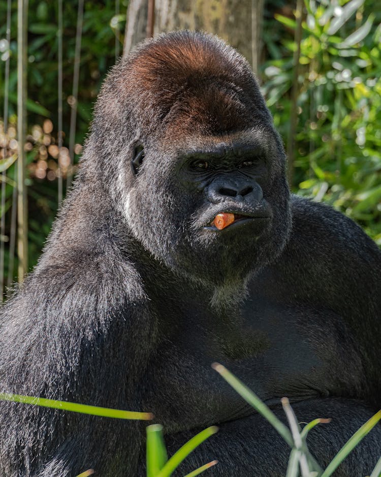 Close Up Photo Of Black Gorilla 