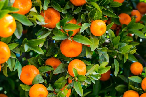 Free Ripe Citrus Fruits with Green Leaves Stock Photo