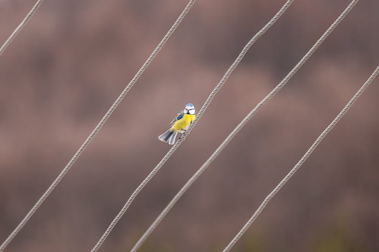 Eurasian Blue Tit On Wire