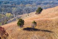 Green Trees on a Hill with Brown Grass Field