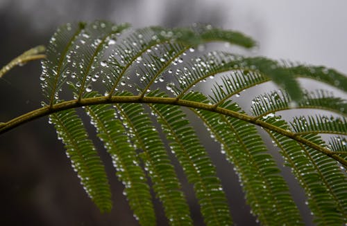 Water Droplets on Green Leaves 