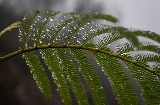 Macro shot of a green fern leaf with sparkling water droplets, evoking freshness.