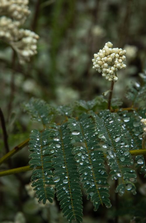 Free Detailed shot of water droplets on green fern-like leaves with blooming Ozothamnus flowers. Stock Photo