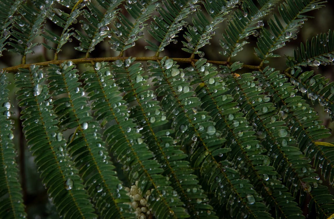 Raindrops on Green Leaves 