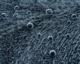 Abstract dark background of bird plumage