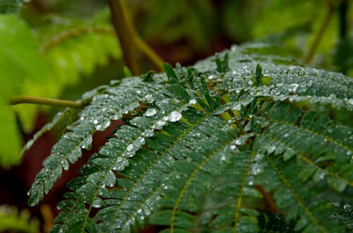 Green Leaves with Water Droplets