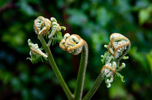 Ilmainen kuvapankkikuva tunnisteilla fiddlehead, kasvu, lähikuva