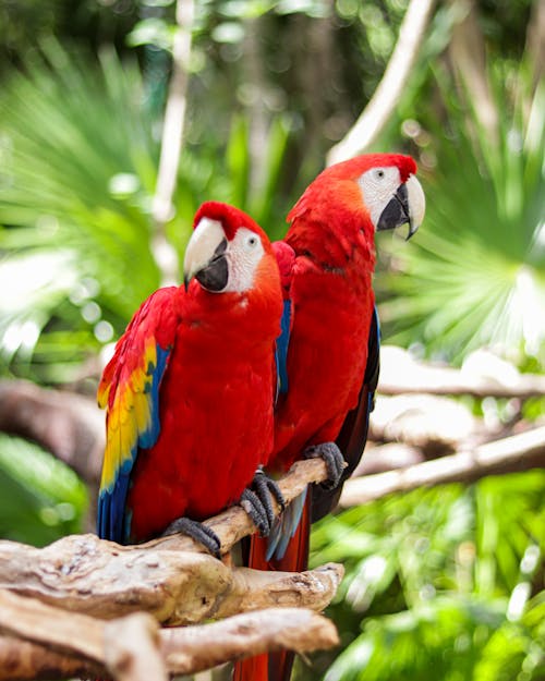 Close-Up Shot of Parrots 