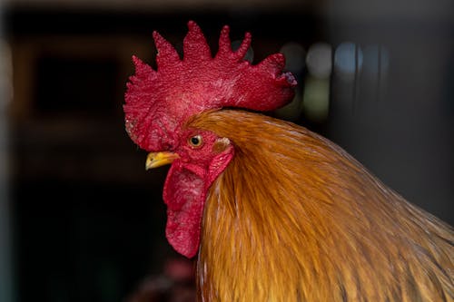 Free Comb and Wattle of Rooster Stock Photo