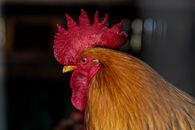 Comb and Wattle of Rooster
