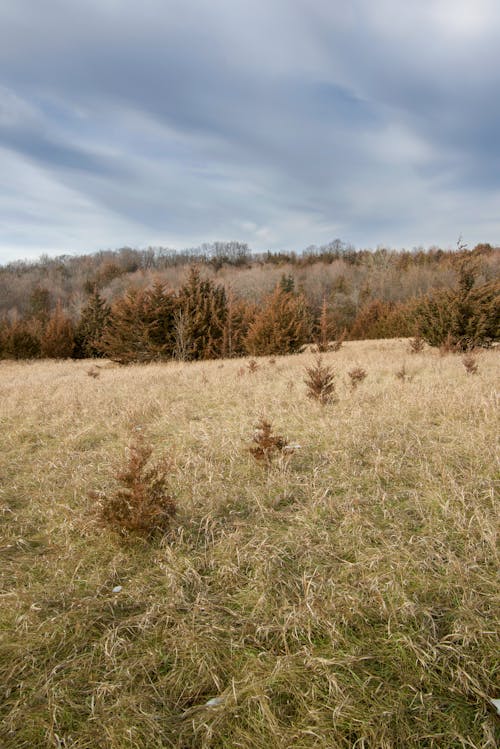 Imagine de stoc gratuită din câmp, fotografiere verticală, iarbă
