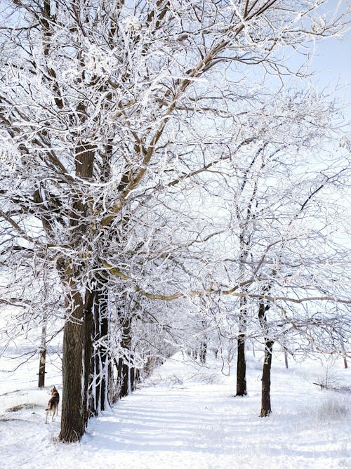 Photos gratuites de arbres, chemin, couvert de neige