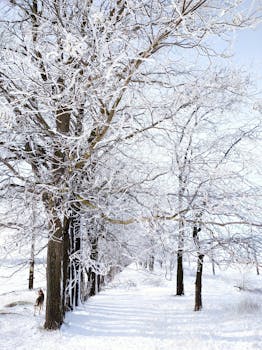 A serene winter scene with snow-covered trees along a pathway in Bilhorod-Dnistrovs'kyi, Ukraine.