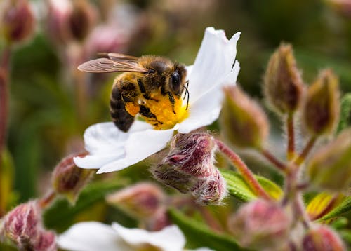 Gratuit Photos gratuites de abeille, fleur, pollen Photos