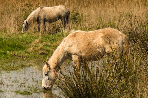 Free stock photo of spain, swamp