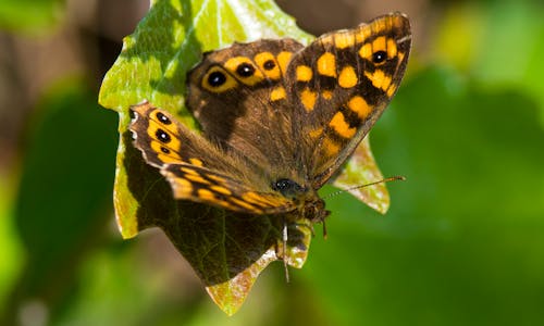 Gratuit Photos gratuites de papillon sur une fleur Photos