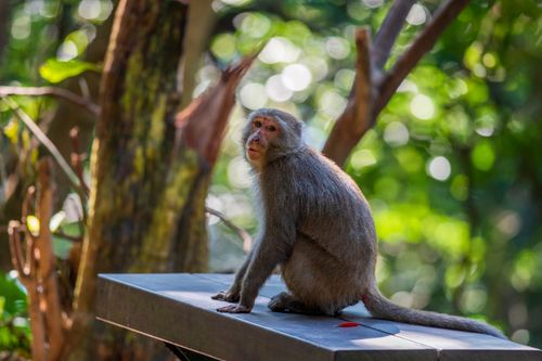Free A wild Taiwanese macaque sitting on a platform in a lush Taipei forest setting. Stock Photo