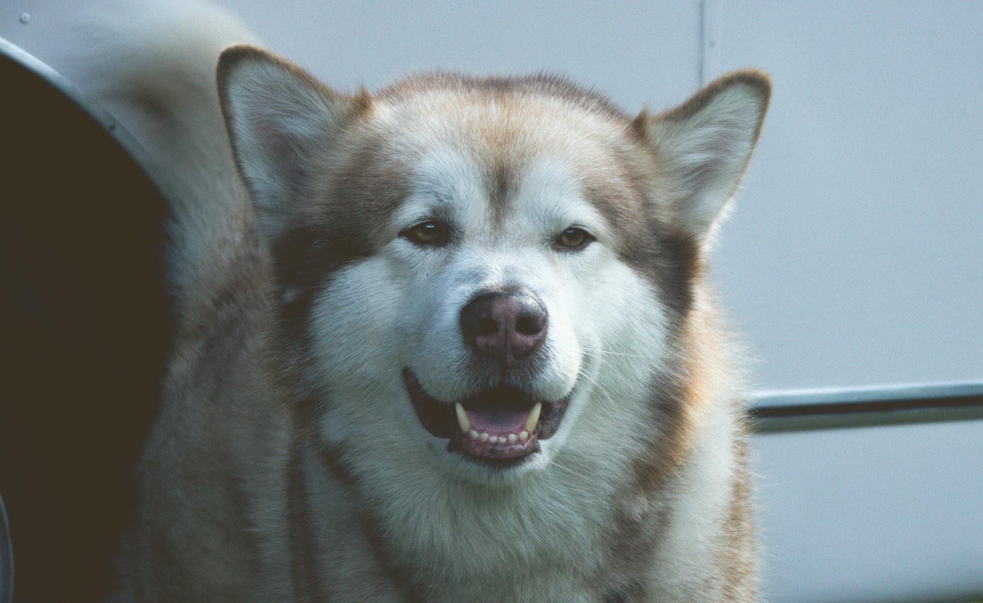 Vit och grå sibirisk husky