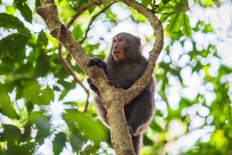 Black Monkey On Tree