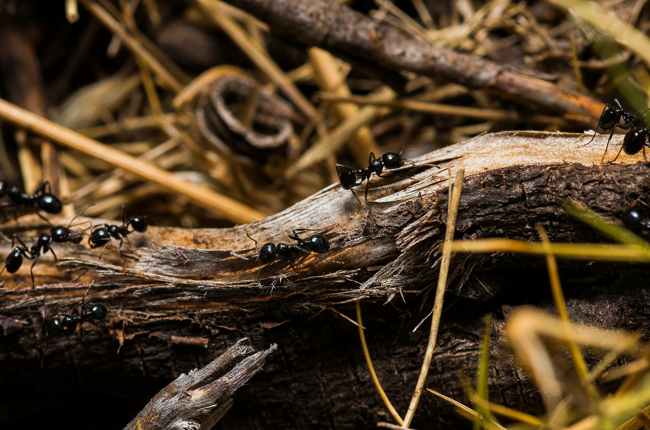 Black Ants On Brown Tree Trunks Free Stock Photo   Pexels Photo 674840 