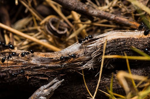 Gratis Semut Hitam Di Batang Pohon Coklat Foto Stok