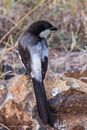 Black and White Bird on Gray Rock