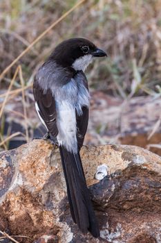 Black and White Bird on Gray Rock