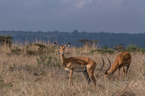 Kostnadsfria Kostnadsfri bild av antilop, buske, däggdjur Stock foto
