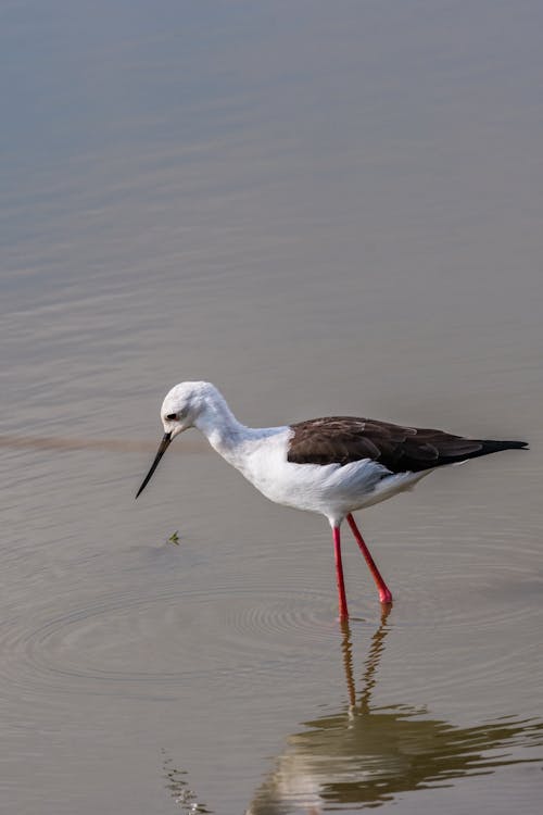 Bird Standing on Shallow Water