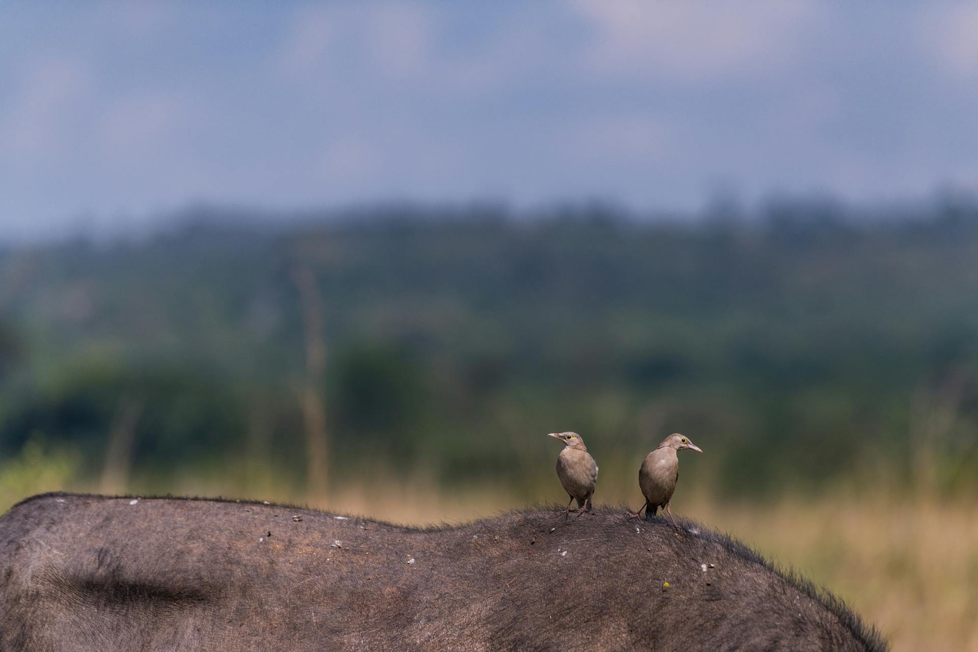 Birds on Hairy Surface