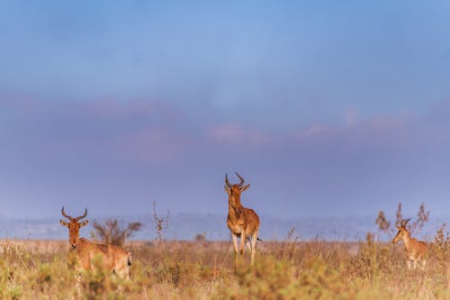 Gratis stockfoto met antilopen, beesten, blauwe lucht