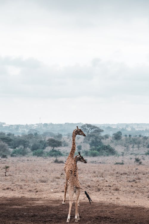 Giraffes on the Grassland