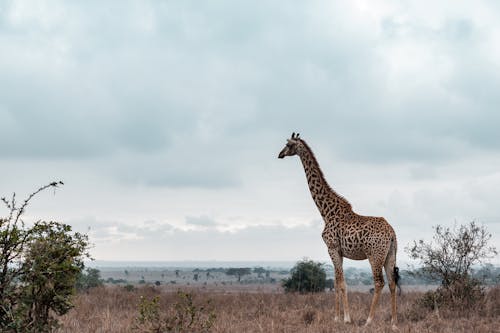 A Giraffe Standing on the Grassland