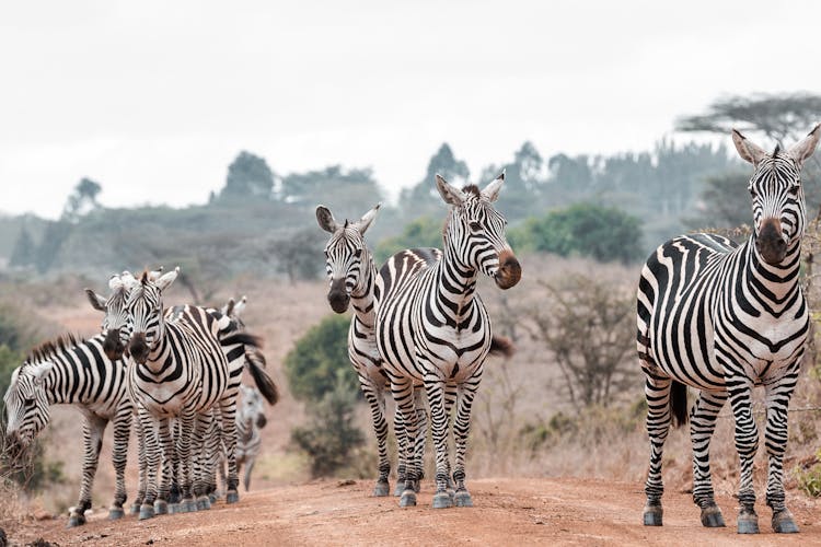 A Close-Up Shot Of A Dazzle Of Zebras