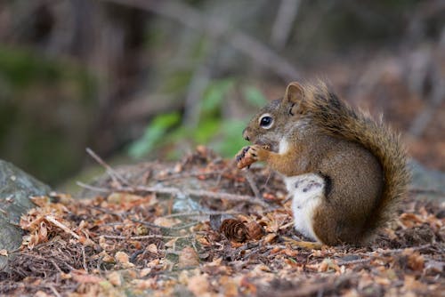 Foto d'estoc gratuïta de adorable, bufó, esquirol vermell