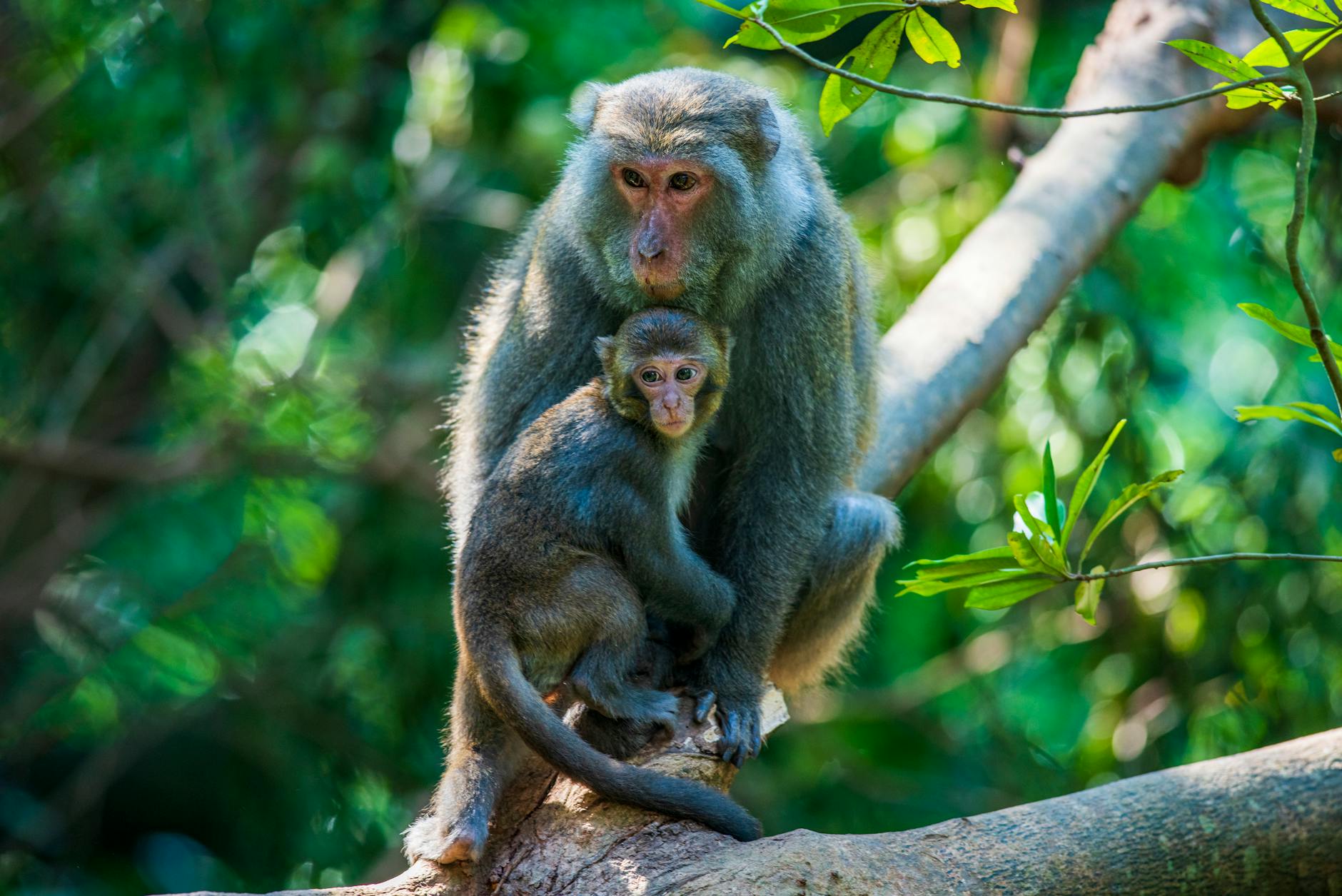 Formosan rock macaque with baby perched on a branch in a lush Taiwanese forest.
