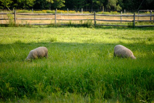Cute domestic sheep pasturing together on verdant grassy lawn in peaceful sunny farmland