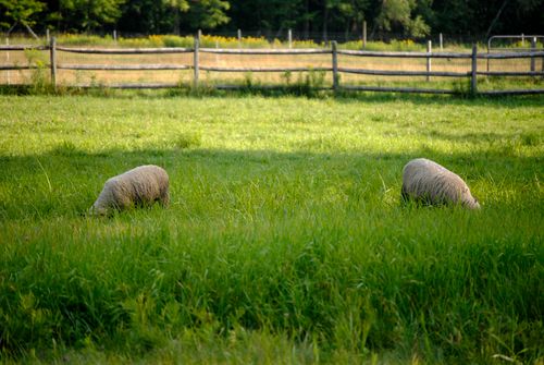 Free Cute domestic sheep pasturing together on verdant grassy lawn in peaceful sunny farmland Stock Photo