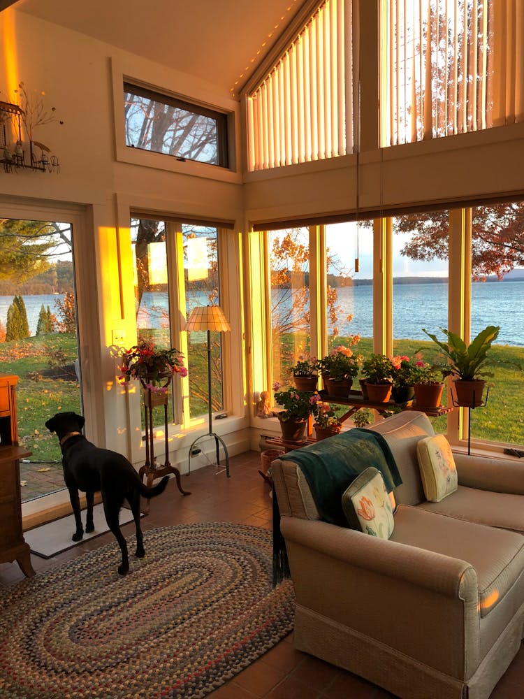 Black Dog Standing In Modern Stylish Summer House