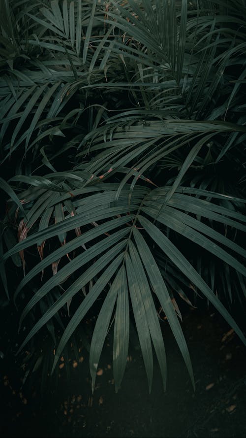 Close-up of Palm Leaves 