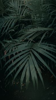 Vibrant dark green palm fronds in lush, exotic tropical foliage.